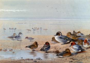 Archibald Thorburn : Pintail Teal And Wigeon On The Seashore